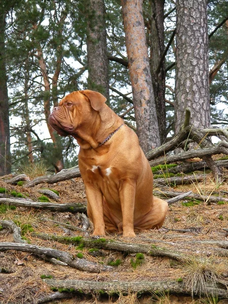 Sad french mastiff in the forest — Stock Photo, Image