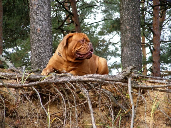 Frans mastiff liggend op de grond in het forest — Stockfoto
