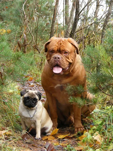 Francouzský doga a Mops v lese — Stock fotografie