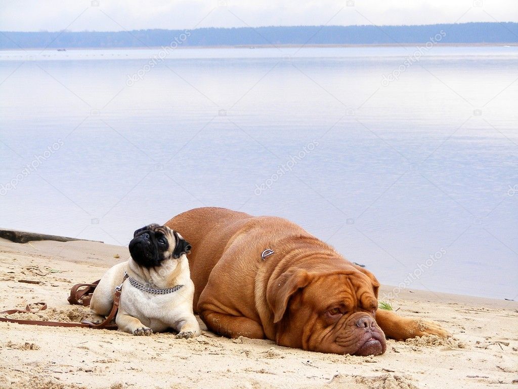 French mastiff and pug resting on the beach