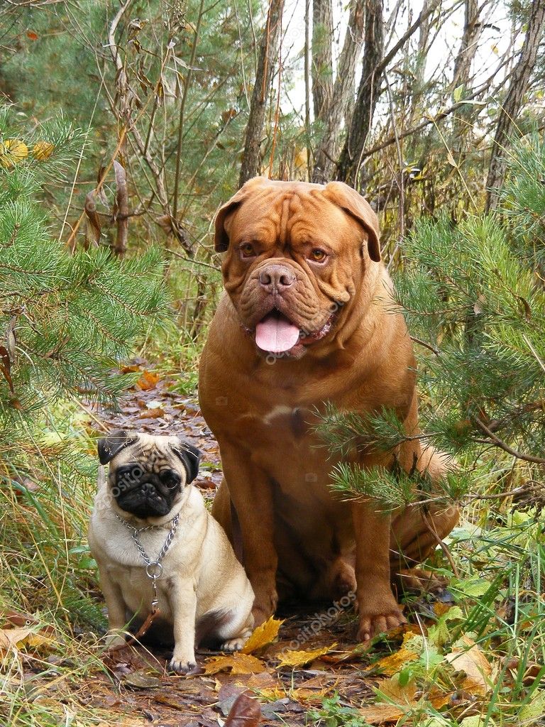 French Mastiff And Pug In The Forest Stock Photo C Virgonira 11617363