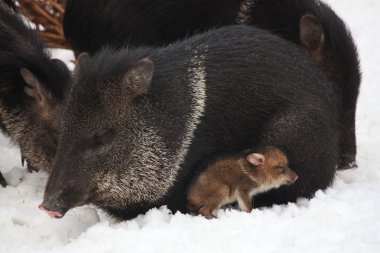 Collared peccary with youngling