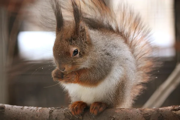 Eurasian red squirrel — Stock Photo, Image
