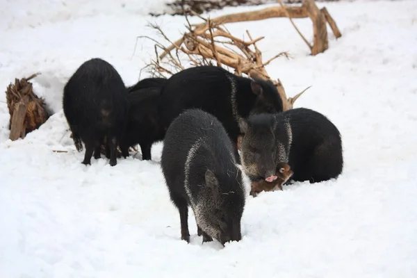 Group of collared peccary — Stockfoto