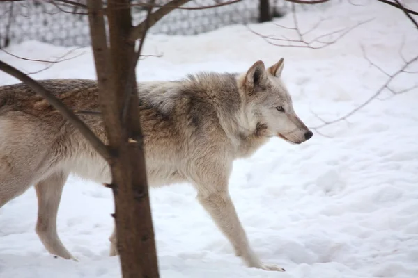 Gri kurt karda yürüme — Stok fotoğraf
