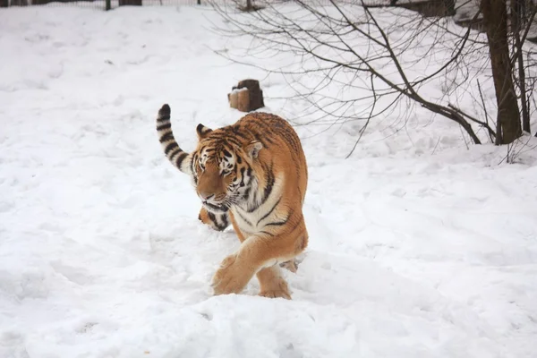 Amur tiger promenader i snö — Stockfoto