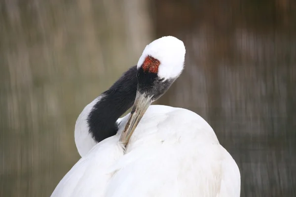 Grue mandchoue nettoyant ses plumes — Photo