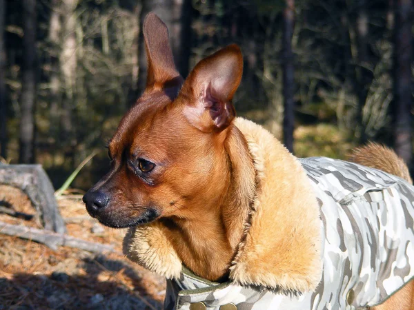 Russian toy terrier portrait in coat — Stock Photo, Image