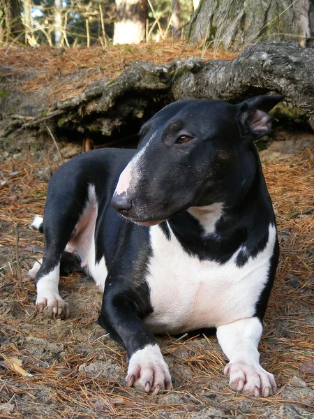 Black bull terrier resting in the forest — Stock Photo, Image