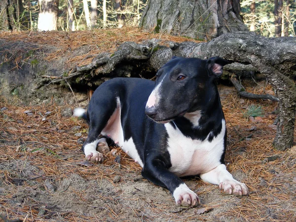 Black bull terrier resting in the forest — Stock Photo, Image