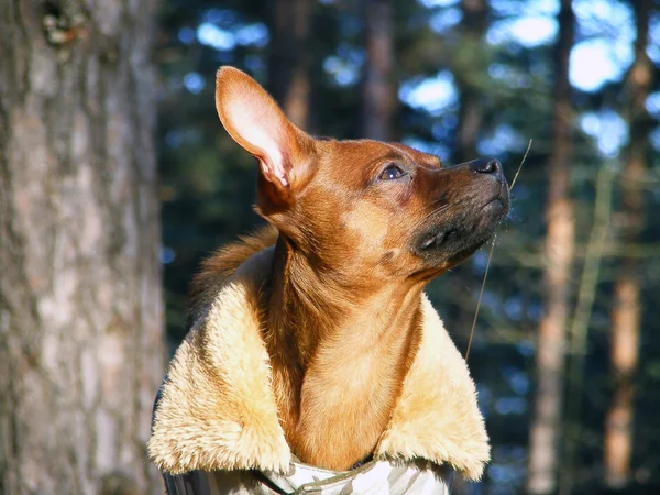 Russian toy terrier portrait in coat — Stock Photo, Image