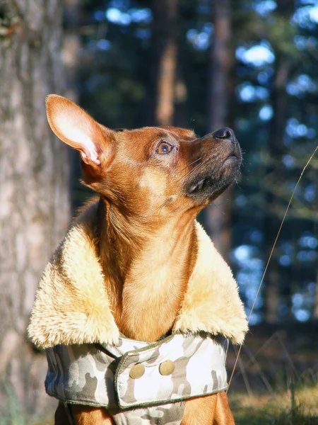Russo brinquedo terrier retrato no casaco — Fotografia de Stock
