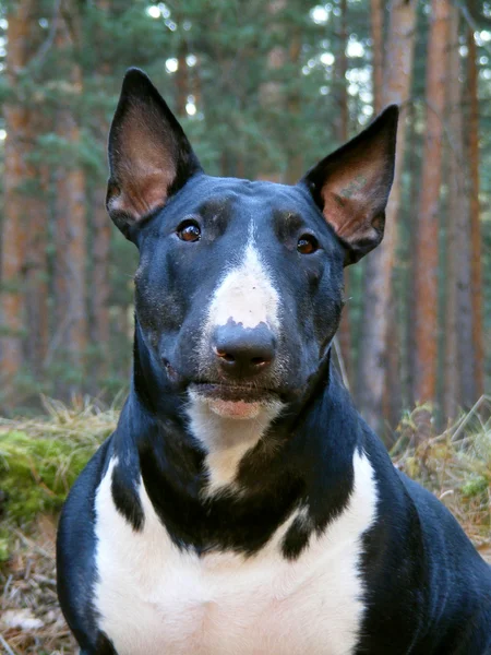 Black and white bull terrier portrait — Stock Photo, Image
