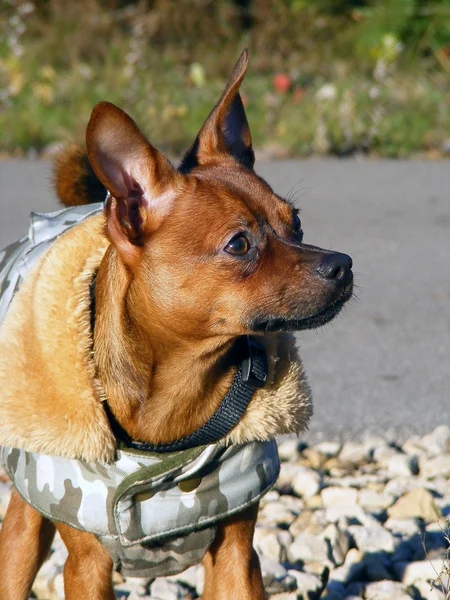俄罗斯玩具狗画像在外套 — 图库照片