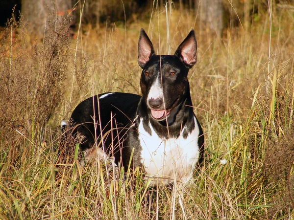 Bull Terrier no campo — Fotografia de Stock
