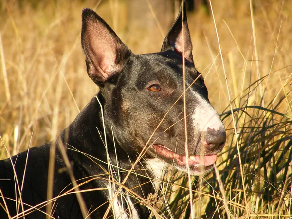 Bull terrier på fältet — Stockfoto
