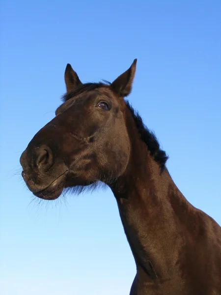 上空の背景に黒い馬 — ストック写真