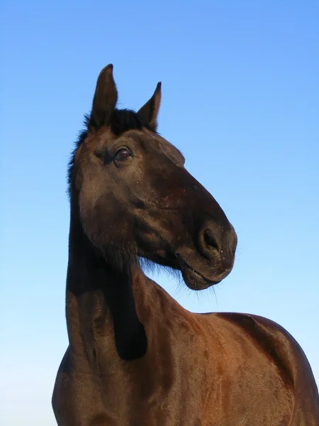 Svart häst på himmel bakgrund — Stockfoto