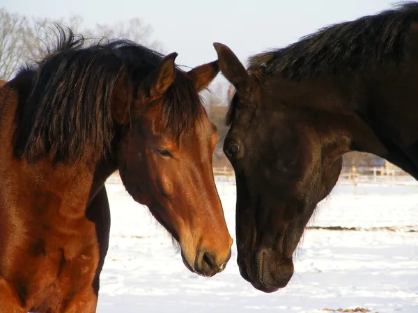 Braunes und schwarzes Pferd kommunizieren — Stockfoto