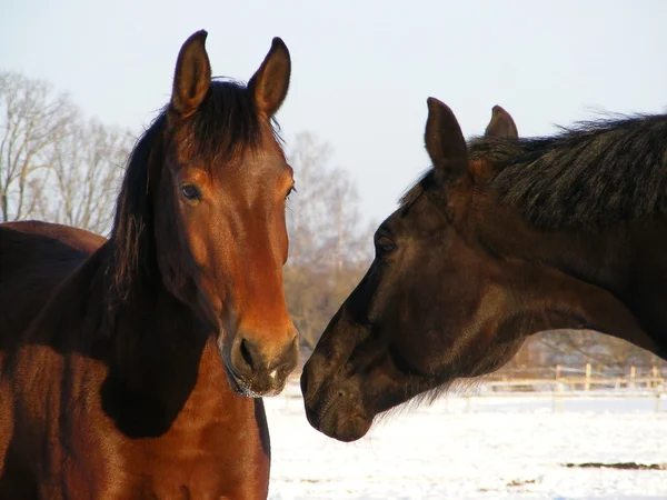 Коричневий і чорний кінь спілкування — стокове фото