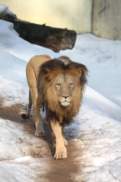 Angolan lion in winter — Stock Photo, Image