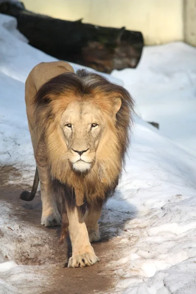 Angolan lion in winter — Stock Photo, Image