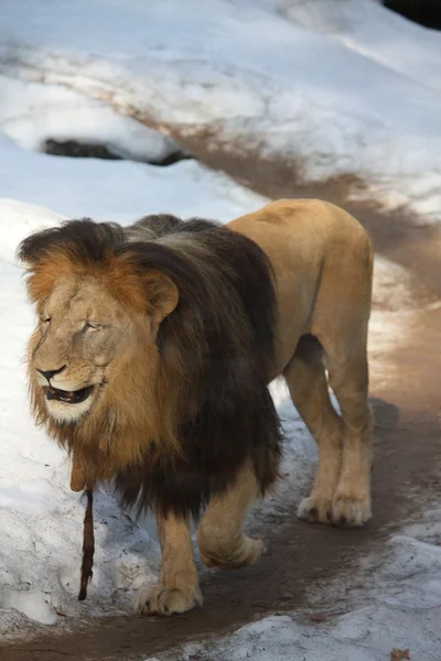 Ангольский лев зимой — стоковое фото