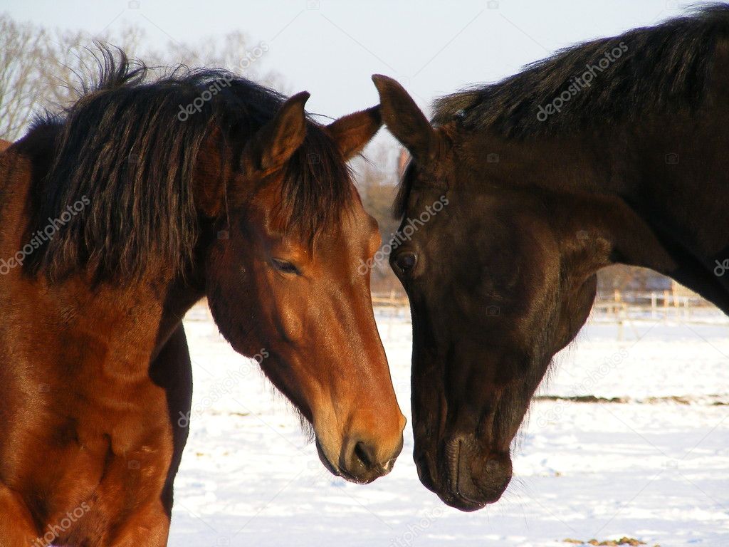 Brown and black horse communicating