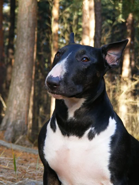 英国斗牛犬在森林里的肖像 — 图库照片