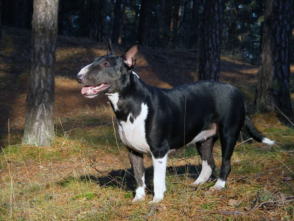 Retrato inglés de bull terrier en el bosque — Foto de Stock