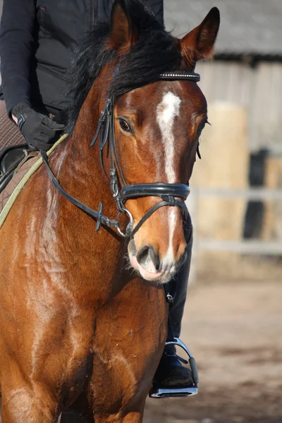 Zblízka hnědé koně s jezdcem — Stock fotografie