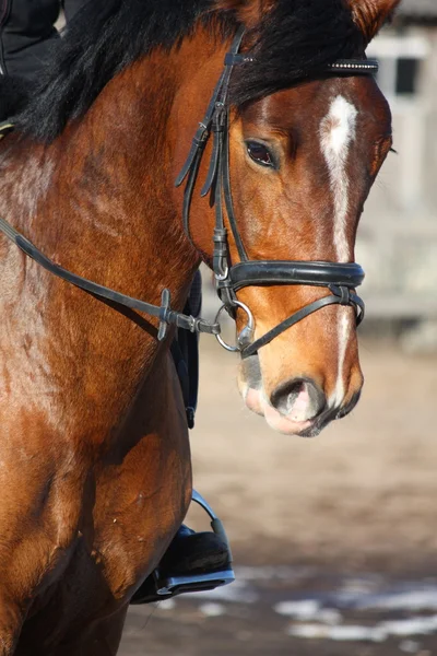 Close up van bruin paard met ruiter — Stockfoto
