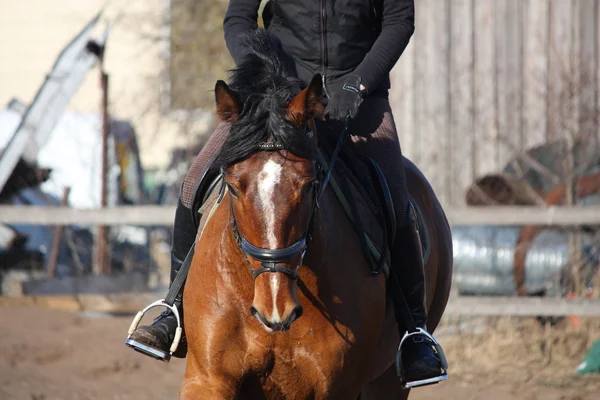 Zblízka hnědé koně s jezdcem — Stock fotografie