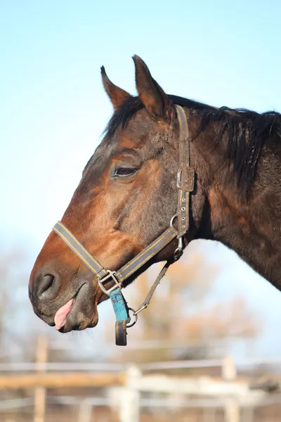 Old coklat kuda menunjukkan lidah — Stok Foto