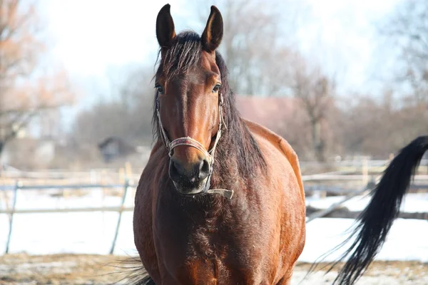 Portret brązowy koń w padoku — Zdjęcie stockowe