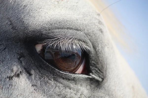 Ojo de caballo blanco — Foto de Stock