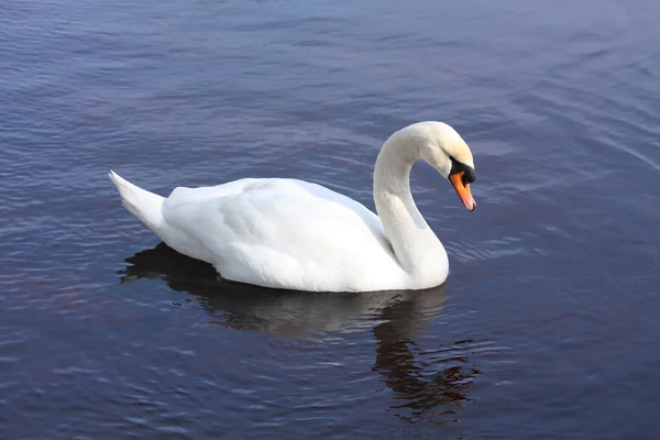 Hermoso cisne blanco nadando en el lago — Foto de Stock