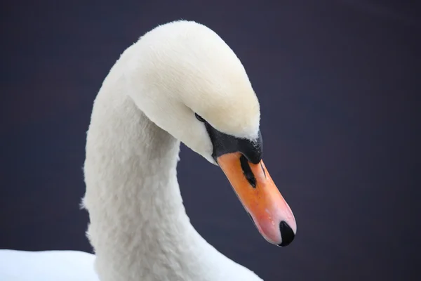 Beautiful swan portrait — Stock Photo, Image