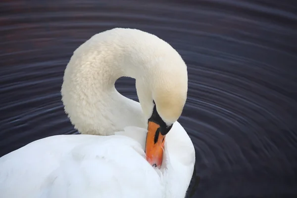 White swan cleaning its feathers — Stock Photo, Image