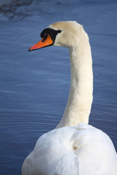 Beautiful swan portrait