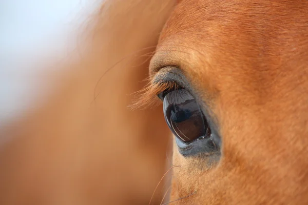 Kastanj häst öga — Stockfoto