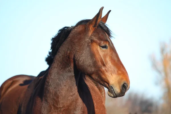 茶色の馬の肖像画 — ストック写真