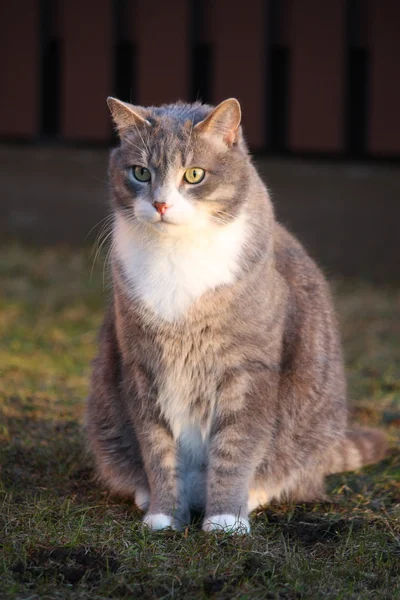 在花园里的灰色猫肖像 — 图库照片