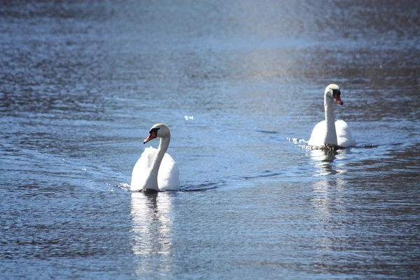 Dois cisnes brancos flutuando no lago — Fotografia de Stock