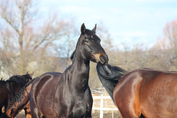 Černý kůň žvýkání hnědé koně ocas — Stock fotografie