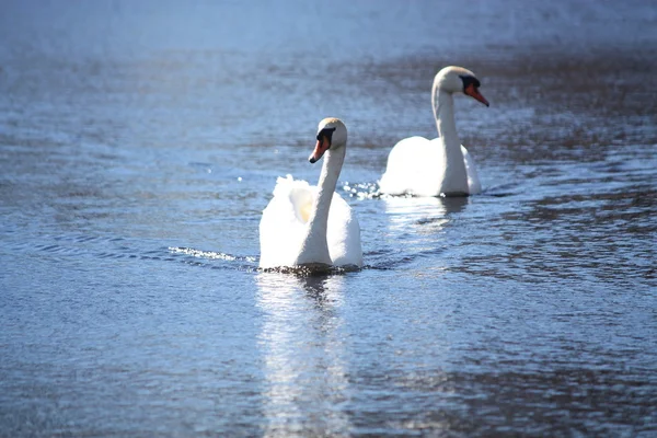 Zwei weiße Schwäne, die auf dem See treiben — Stockfoto