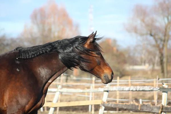 Beautiful bay horse with long mane — Stock Photo, Image