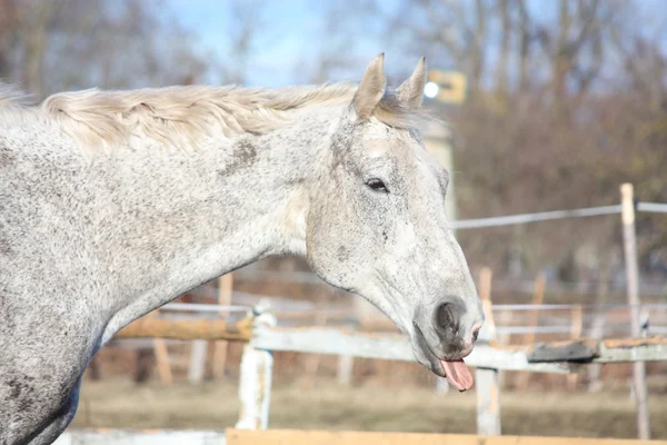 Vita hästen visar tungan — Stockfoto