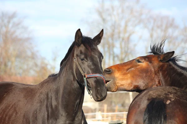 Brown and black horses playing — Stock Photo, Image