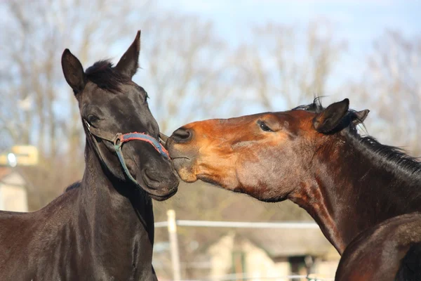 Cavalos castanhos e pretos jogando — Fotografia de Stock